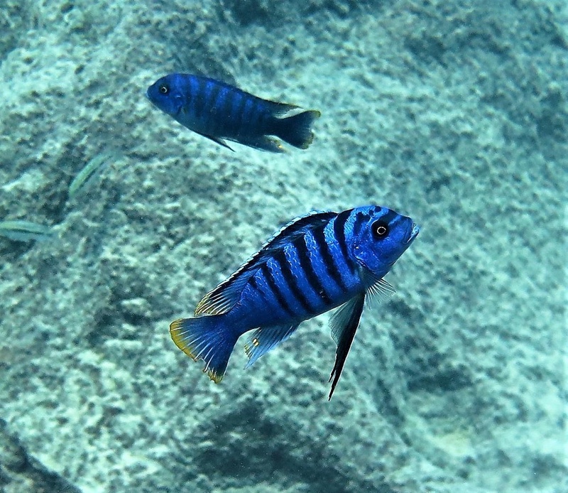 Maylandia fainzilberi 'Mbowe Island'
